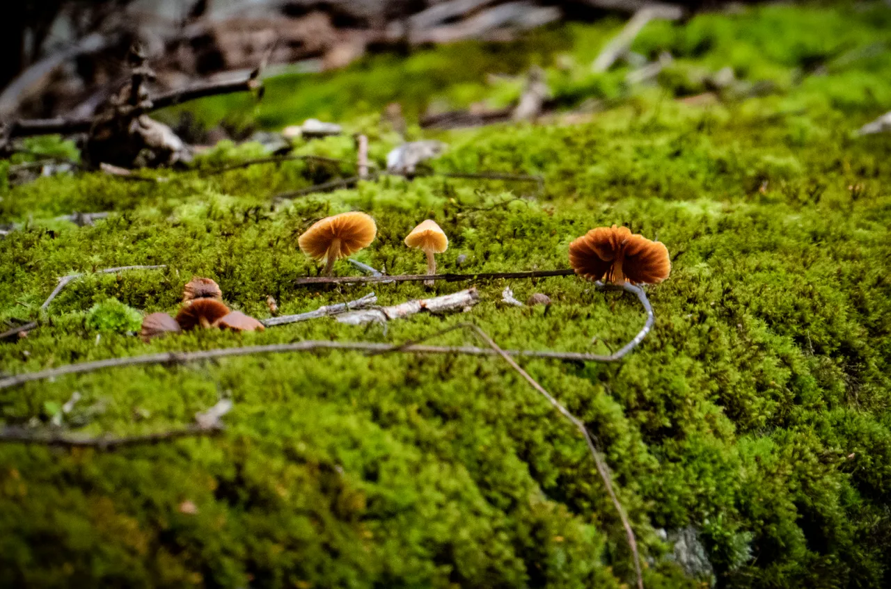 P1130728_Fungi.JPG