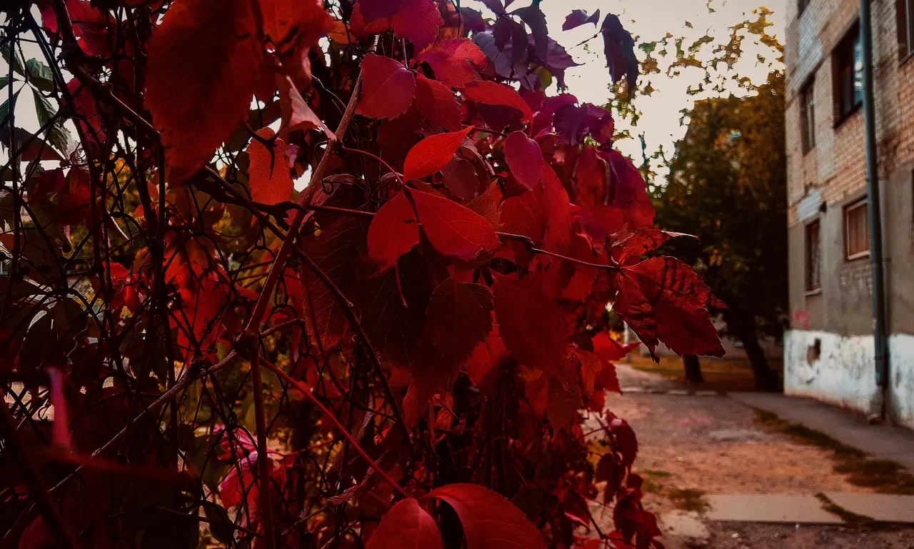 20201010_152516.jpg
