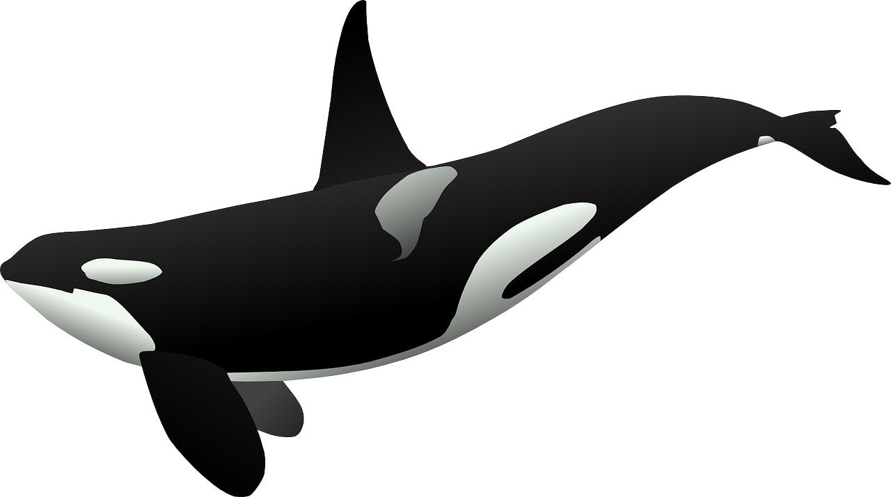 orca23182_1280.png