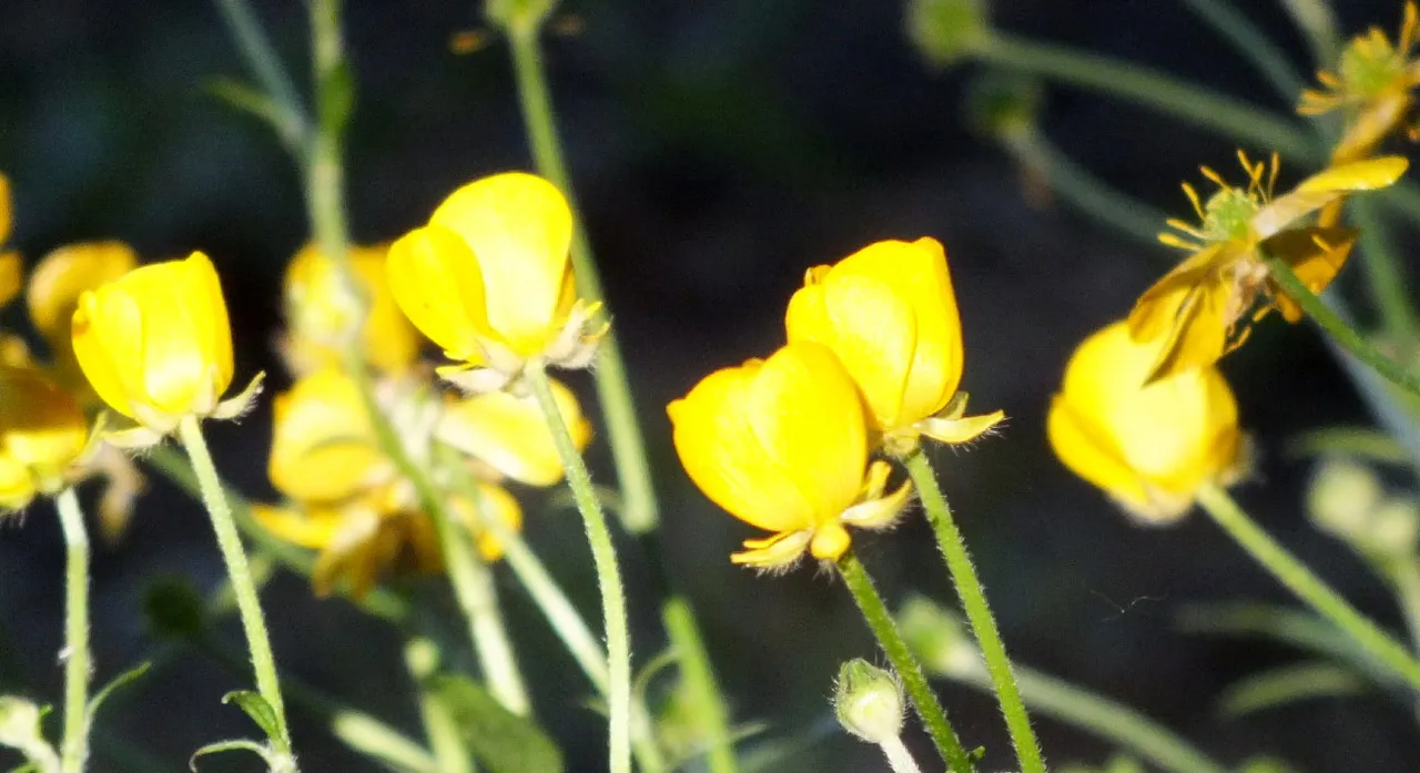 0412Yellow.jpg