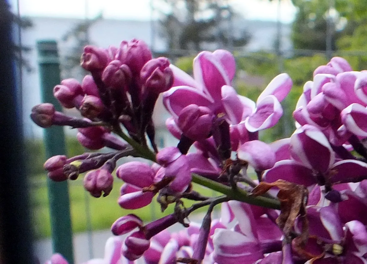 0626Lilacs.jpg