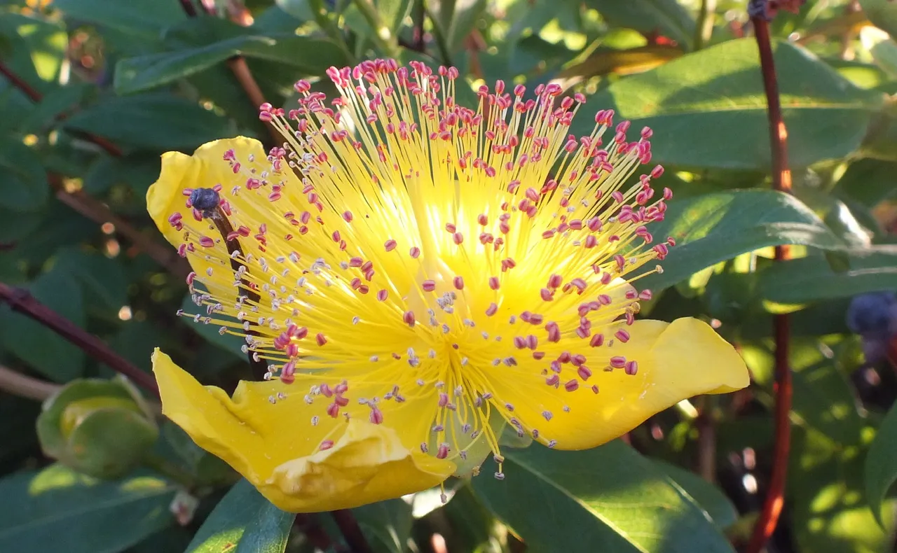 0854Yellow.jpg