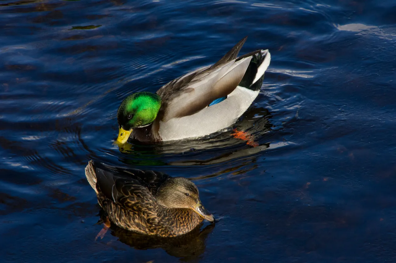 IMG_6267_1.jpg