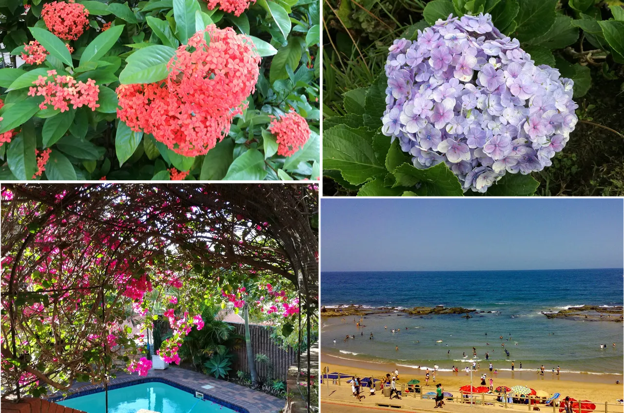 Summer scenes.png
