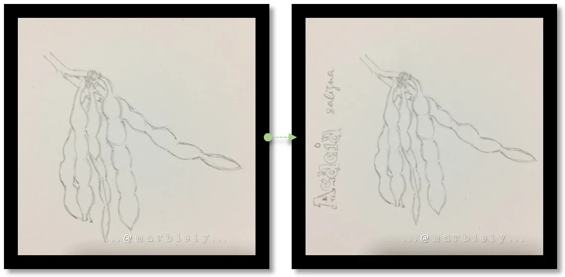 sketchacacia.jpg
