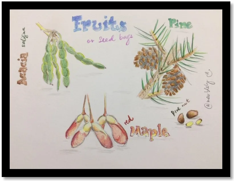fruitsoftrees.jpg