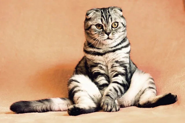 cat2934720_640.jpg