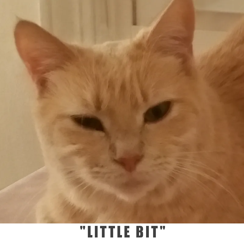 LittleBit0.png
