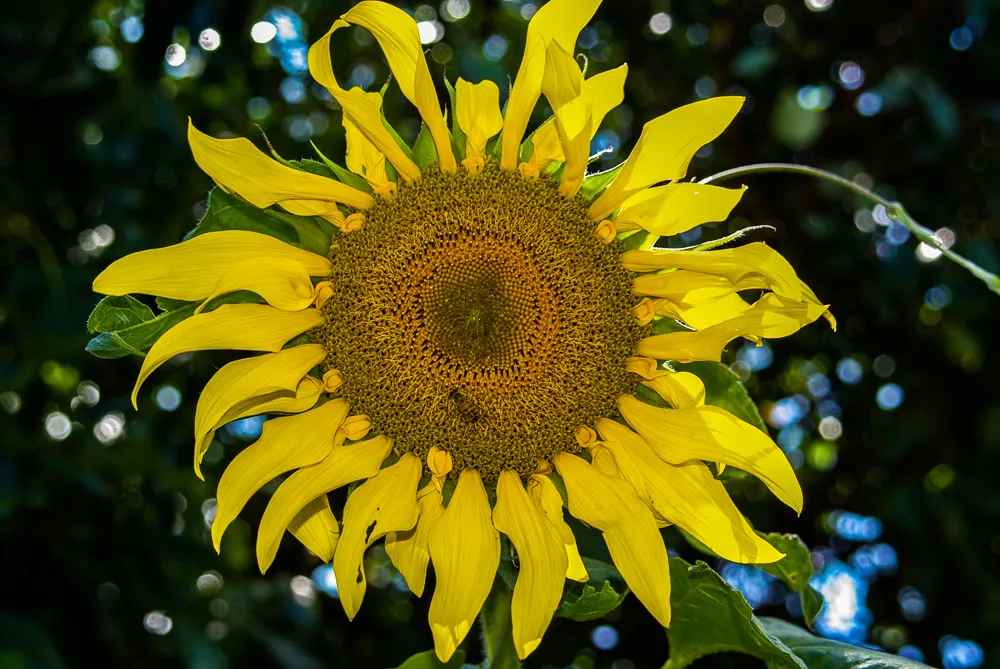 IMGP8868_edit.jpg