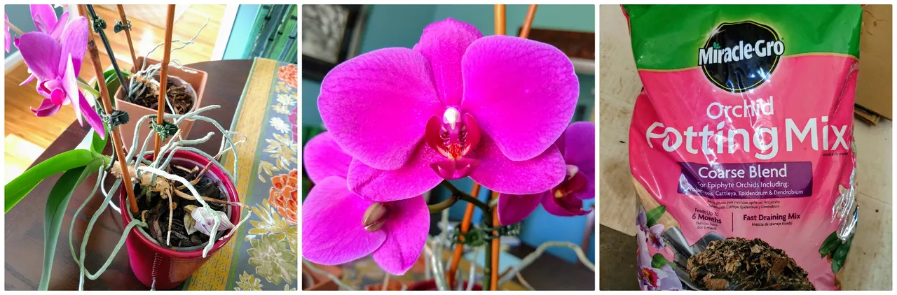 orchids.jpg