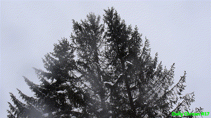 S.gif