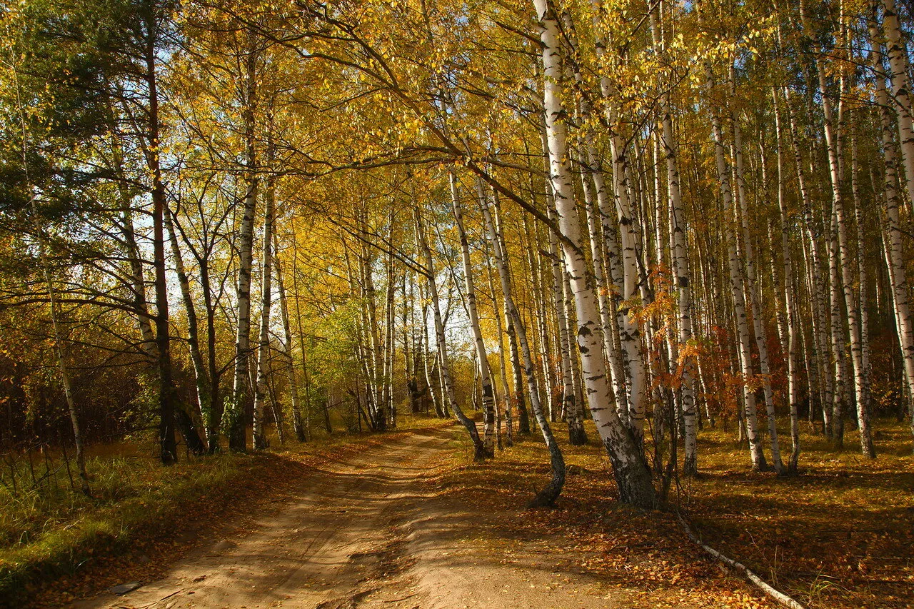 The road through the autumn Birch Grove