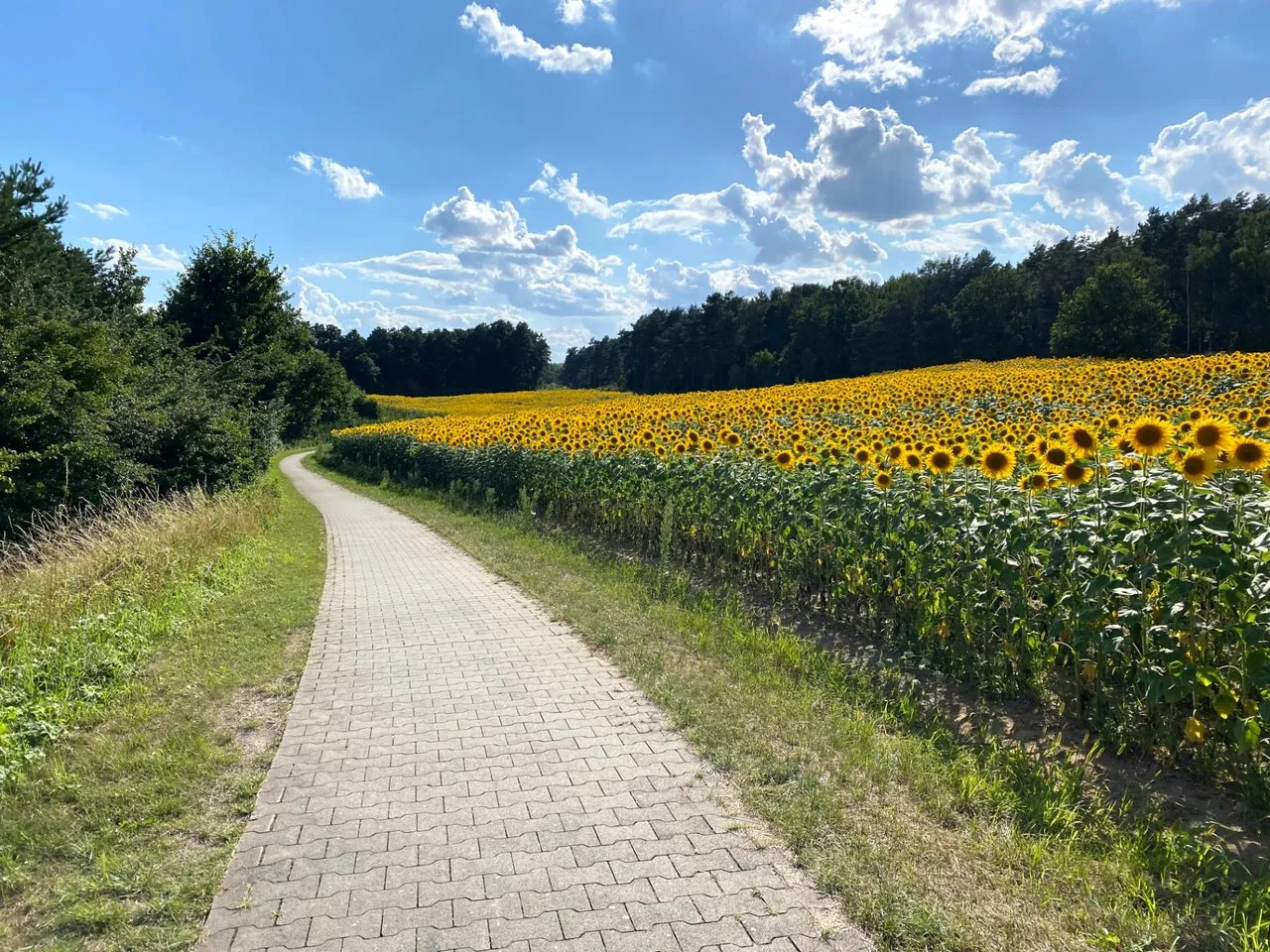 For a bit of color cycle with sunflower :)