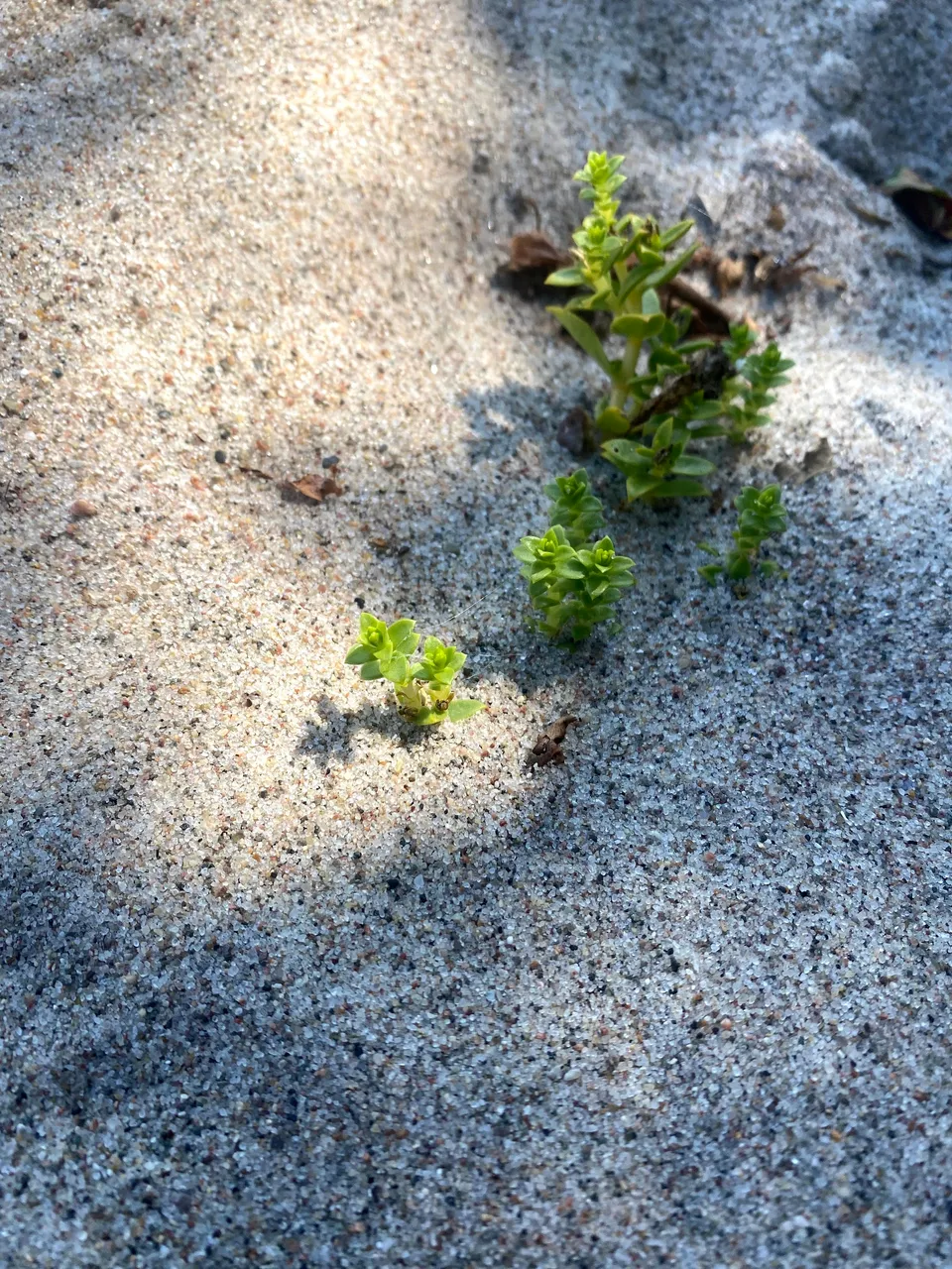 Some flora of the Baltic coast line