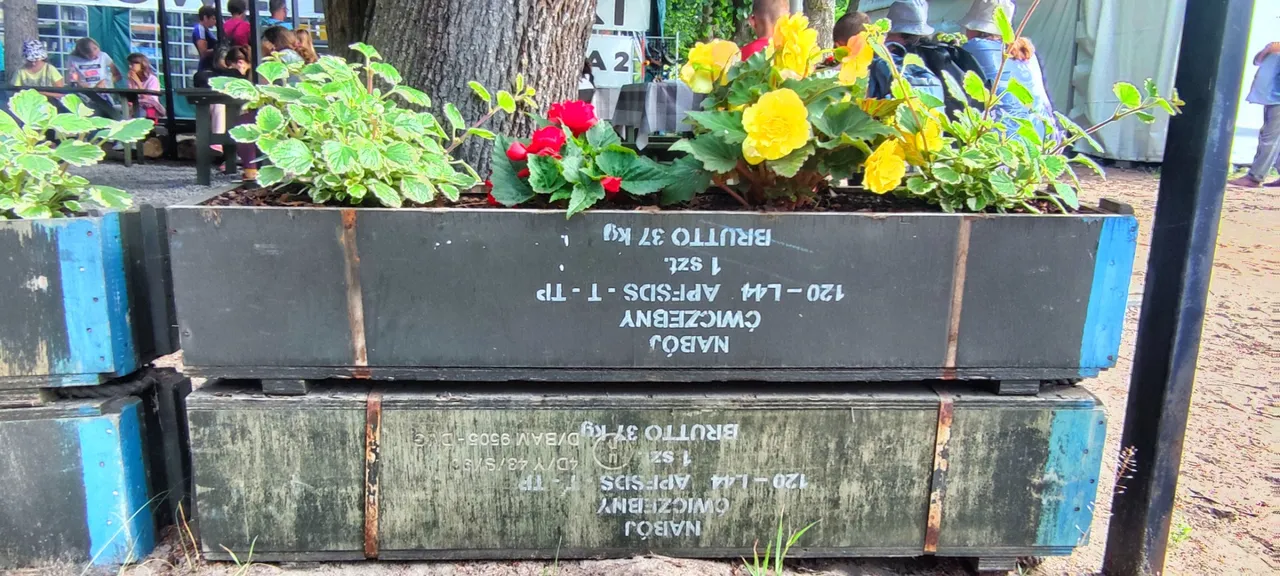 Flowers in the dirt (Paul McCartney), growing in very old ammunition cases