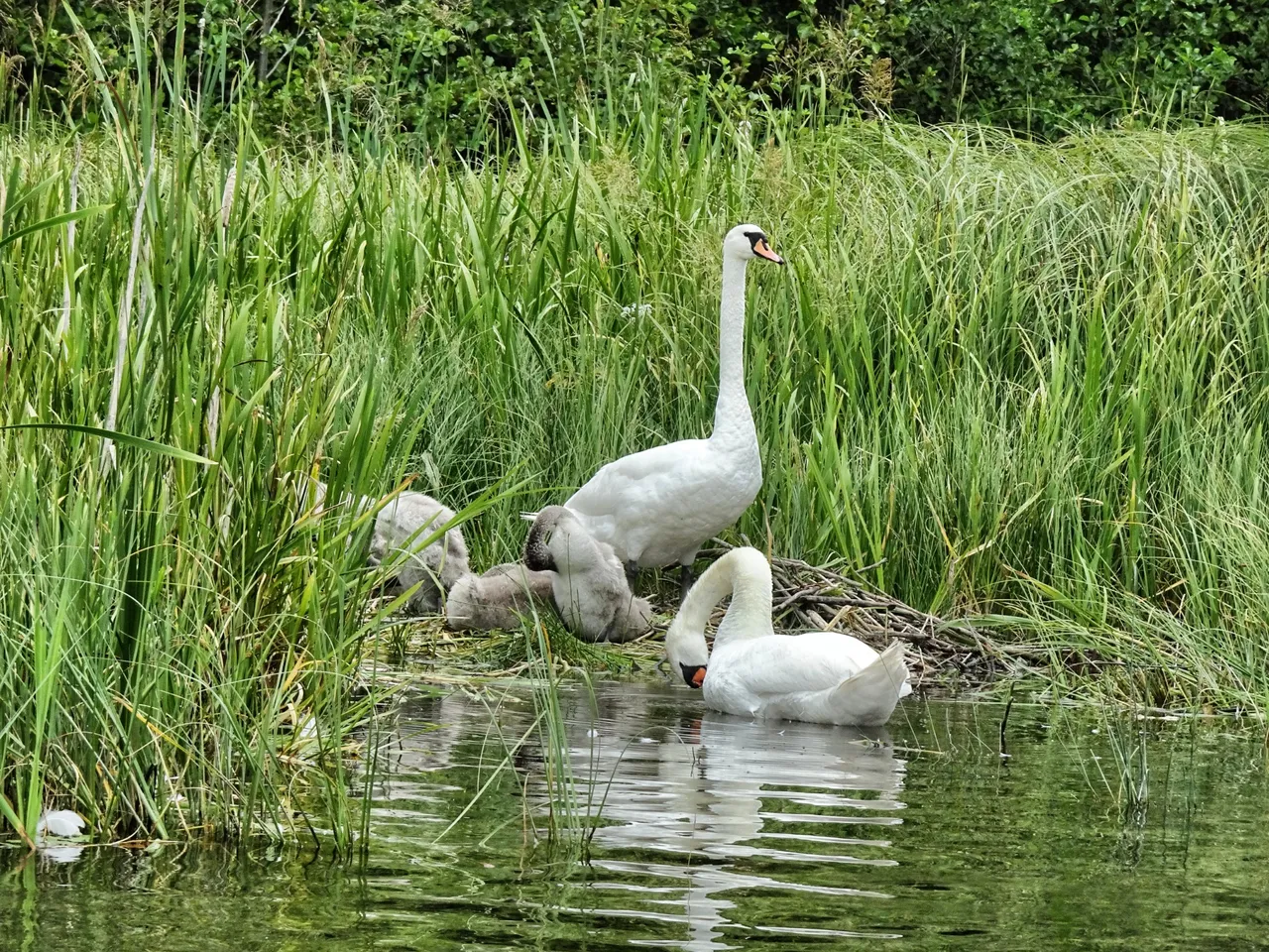 Another happy family