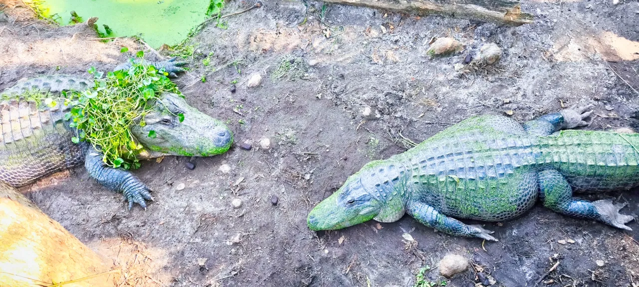 Two small giants