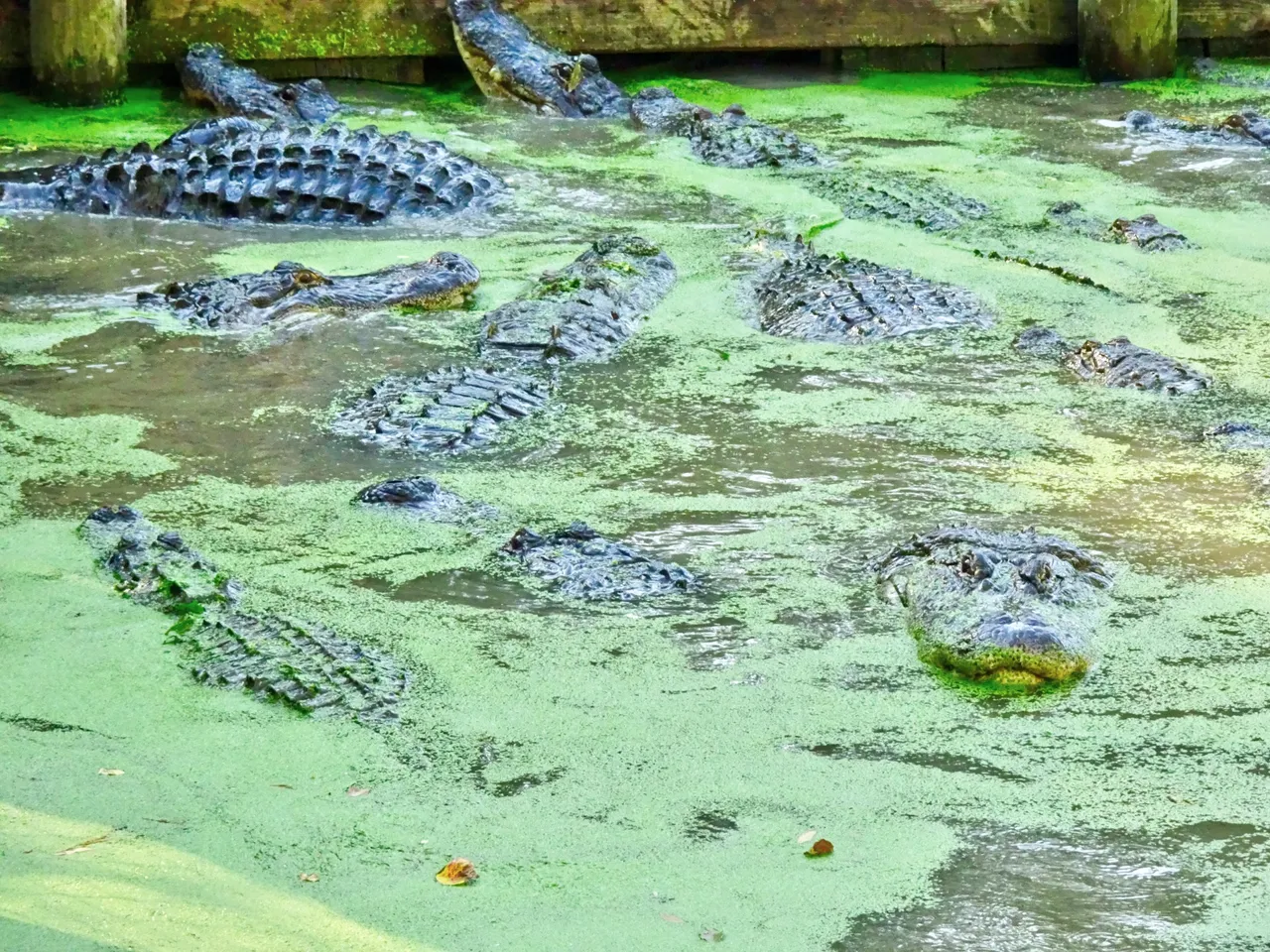 A wild bunch of monsters are fighting each other for flesh