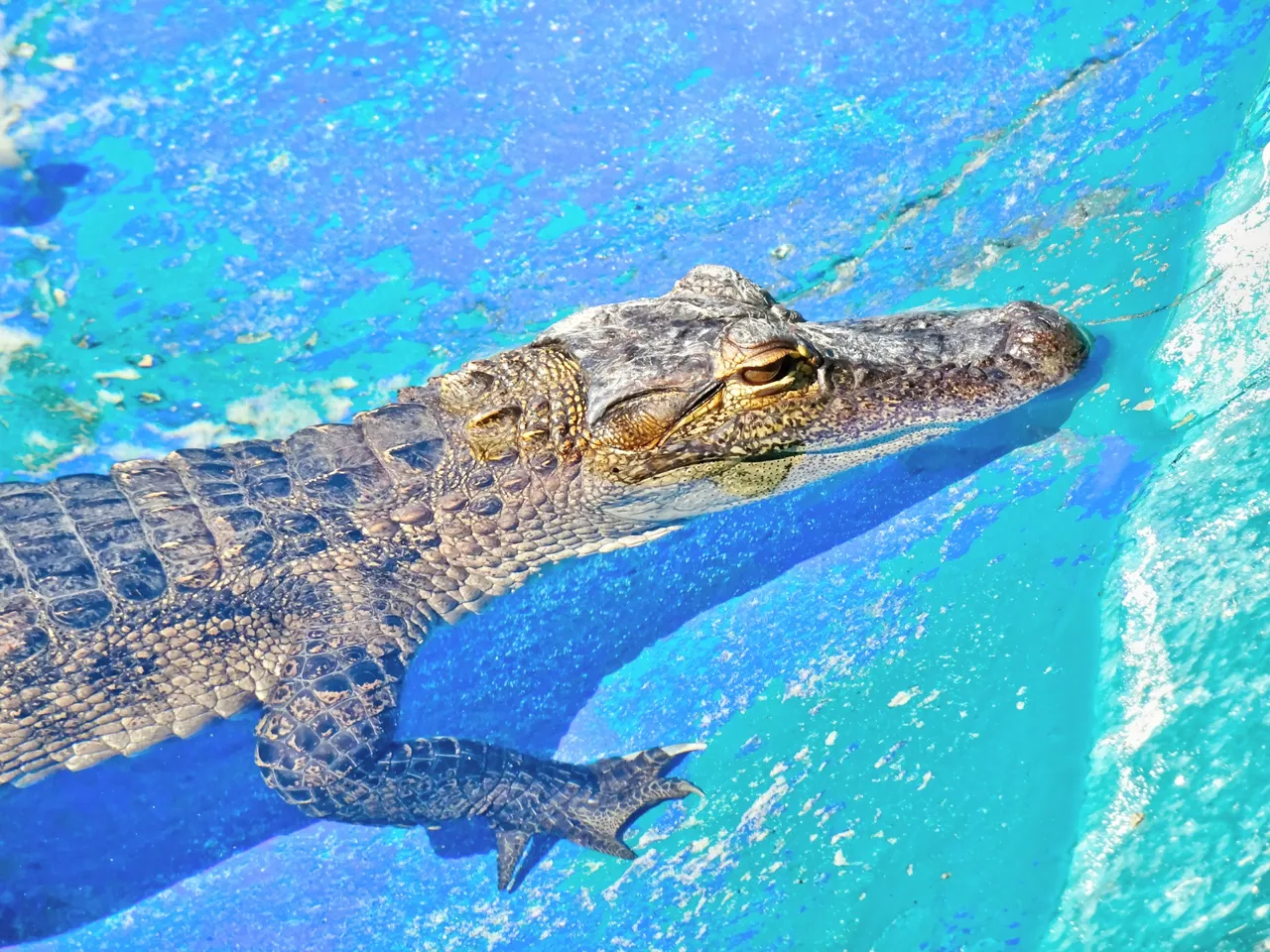 One of the smaller animals