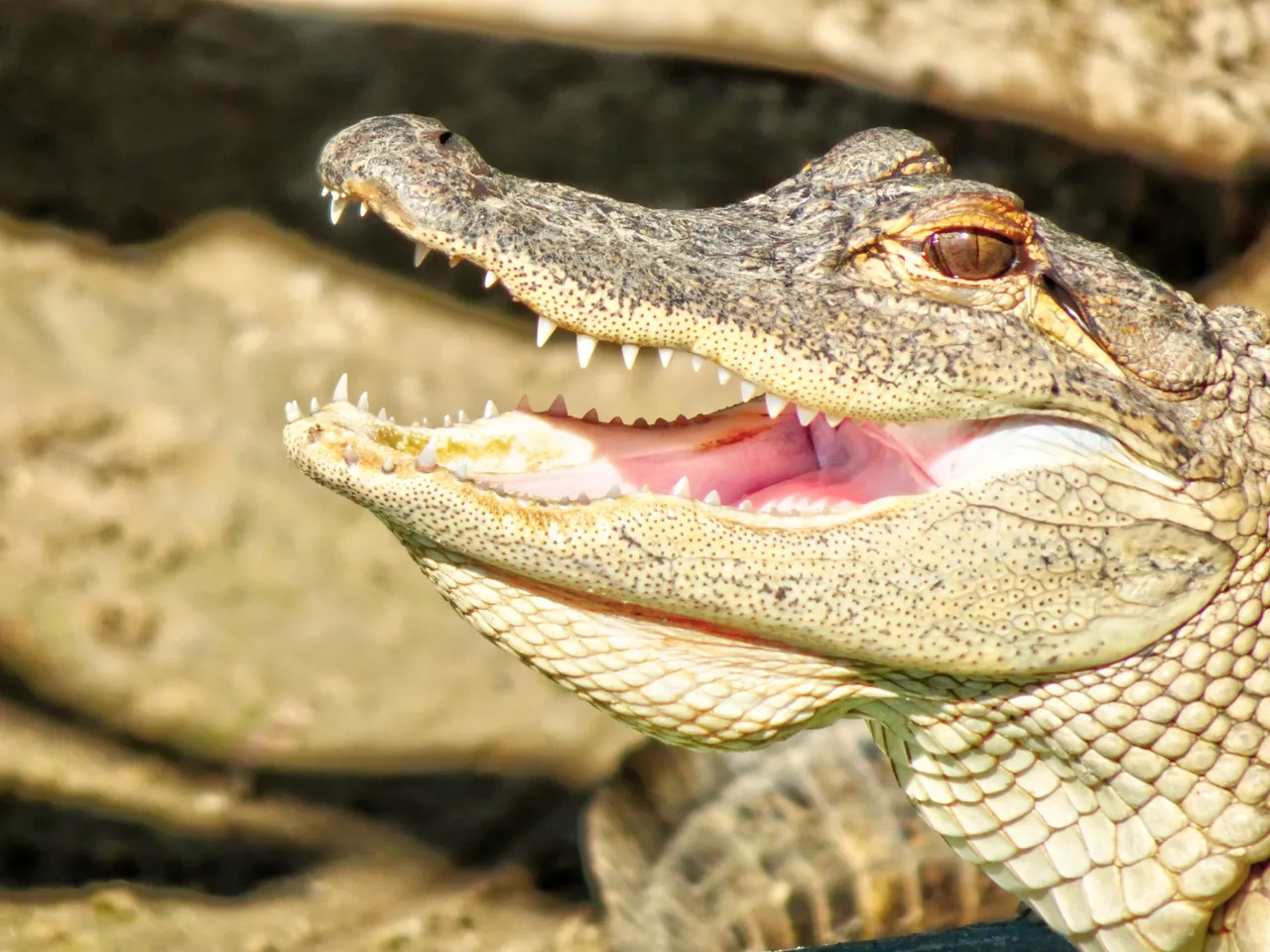 Look at these teeth