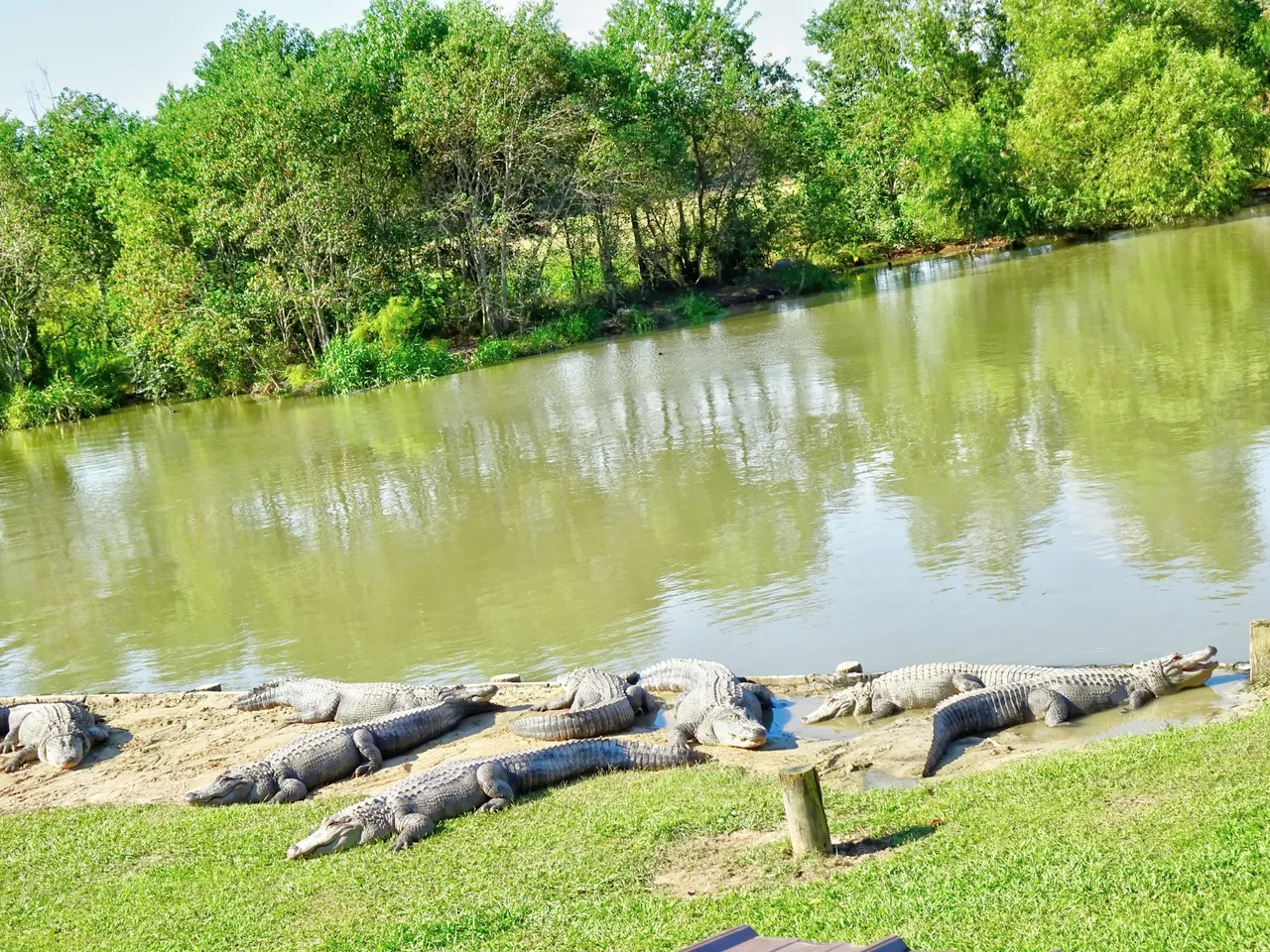 Sleepy like stones they are resting on the shore