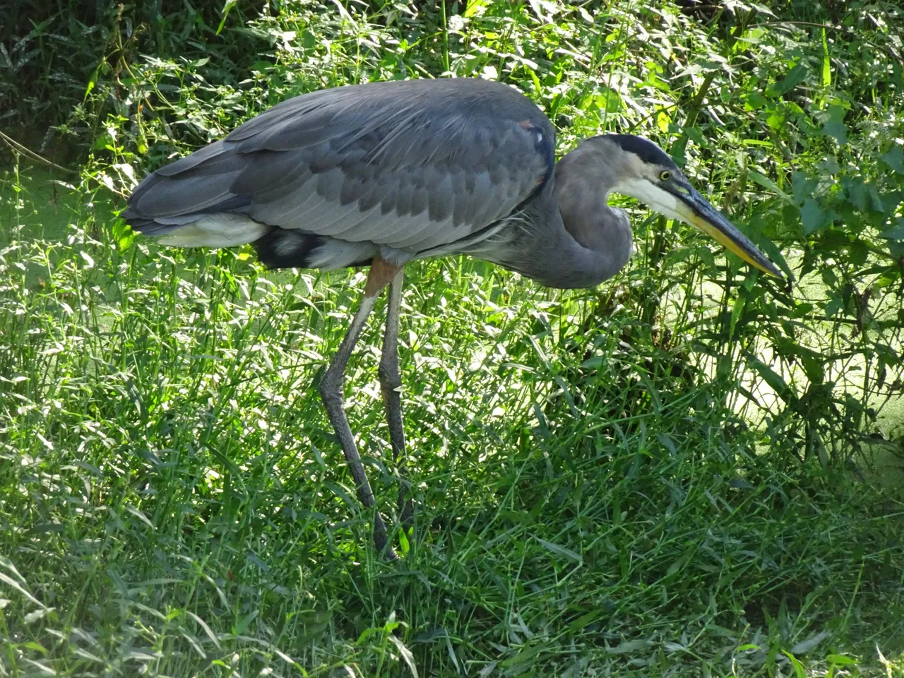 Fearless bird