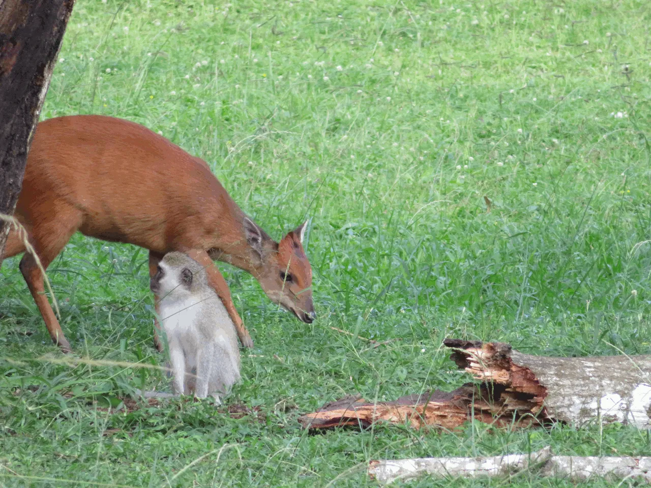 Animals Red duiker and Vervet Monkey