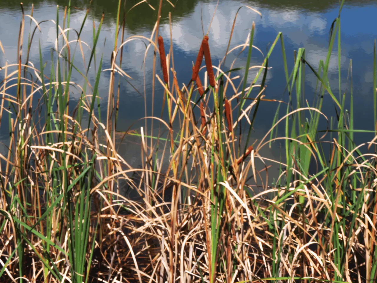 Common bulrush - Typha aapensis