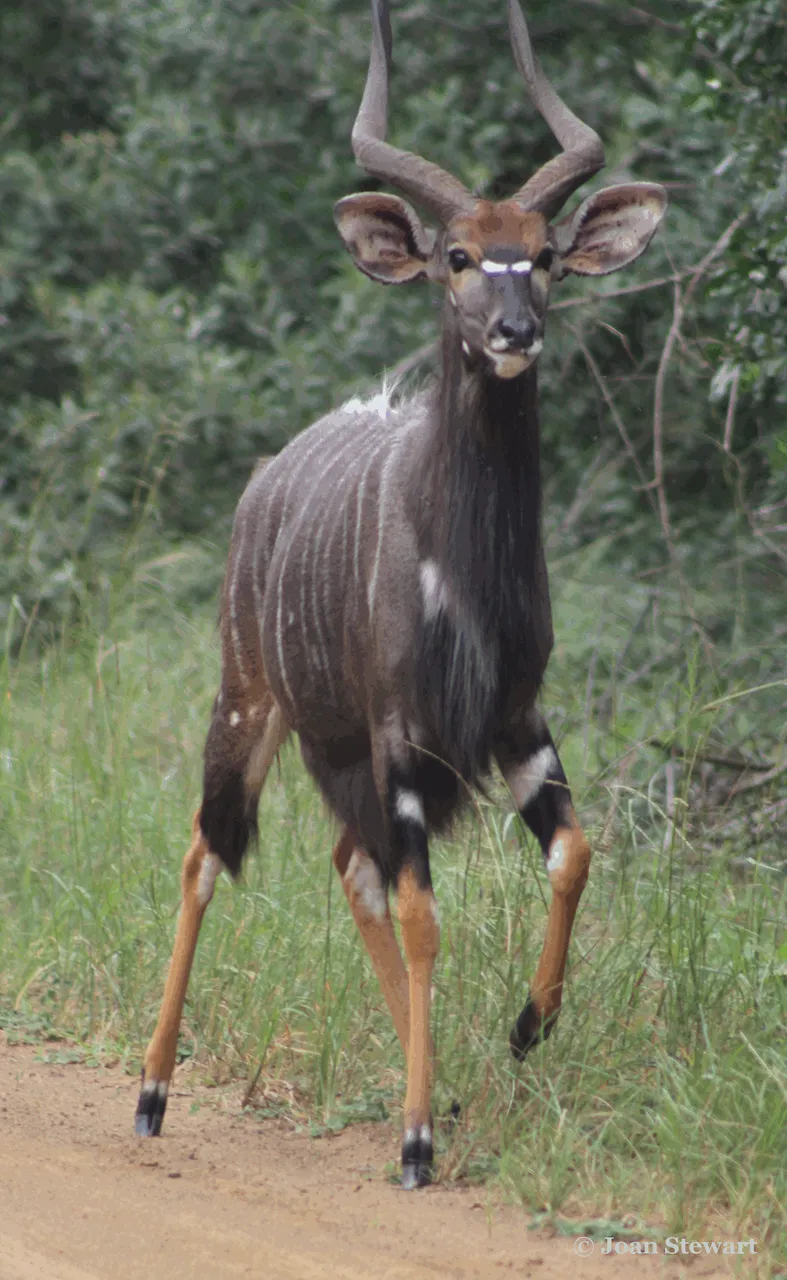 Nyala