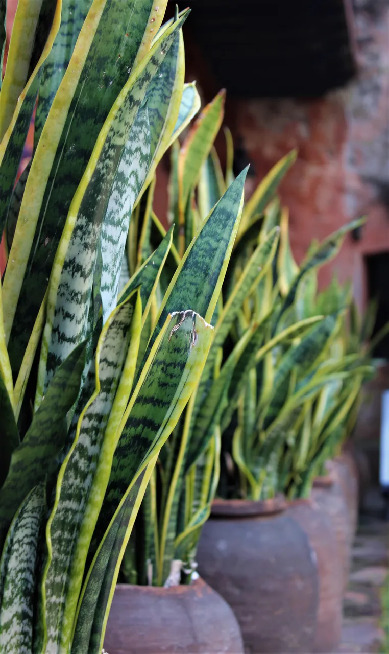 Plantas que purifican el aire - Lengua de suegra