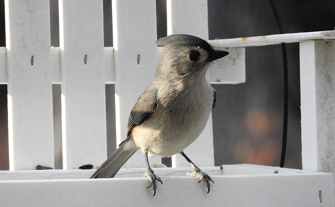 Birds at my Feeder