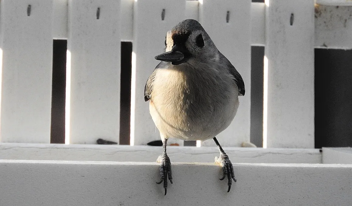 Birds at my Feeder