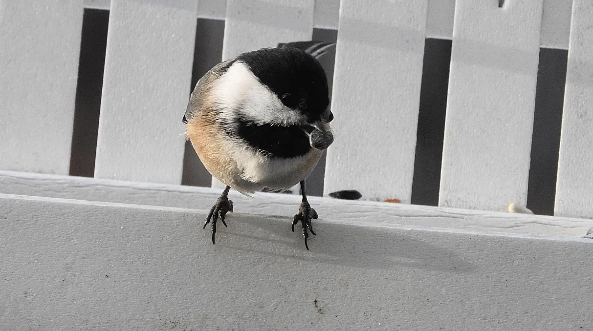 Birds at my Feeder