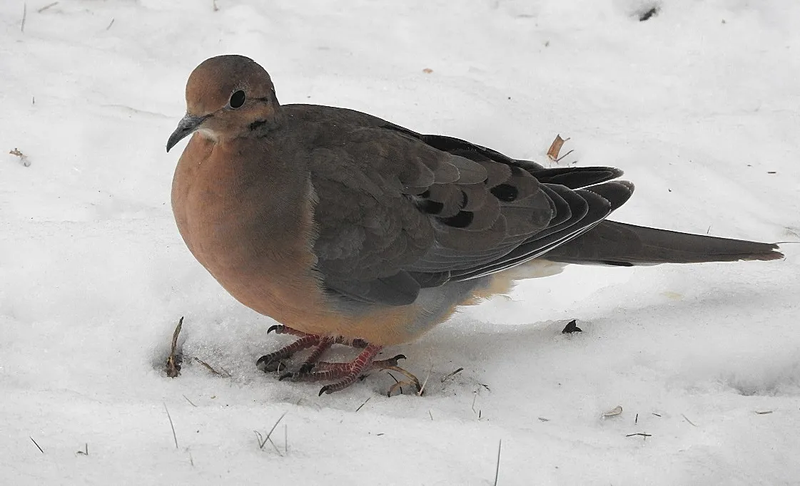 Birds at my Feeder