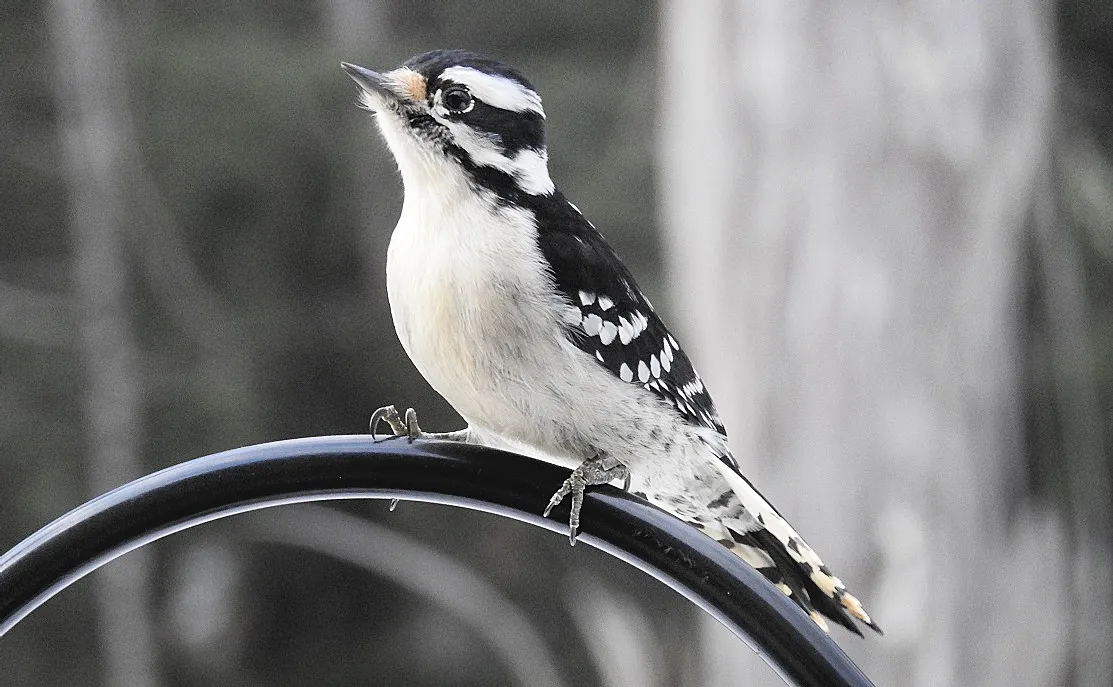 Birds at my Feeder