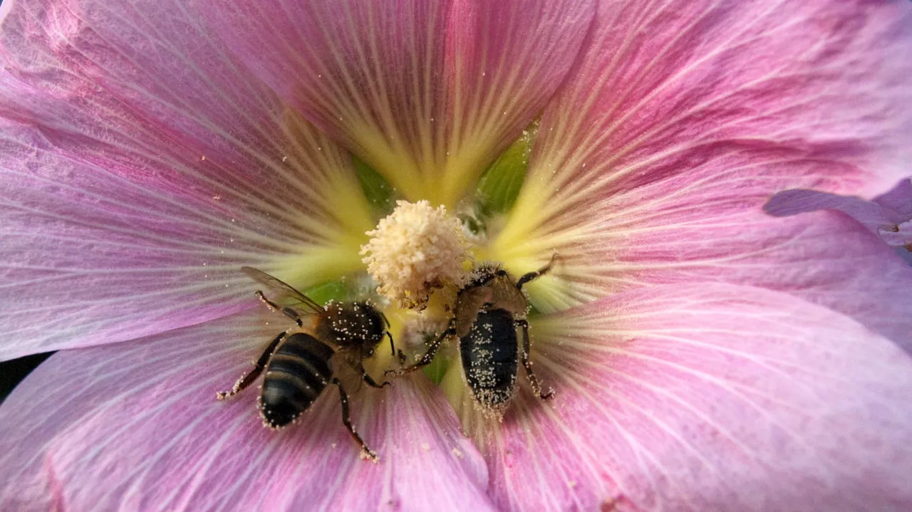 Bienen_fleissige_by_Wisi-Greter_via-FlickR_CC_BY-NC_2-0_3787246381_5d44eba554_o-BS-TB-Web.jpg