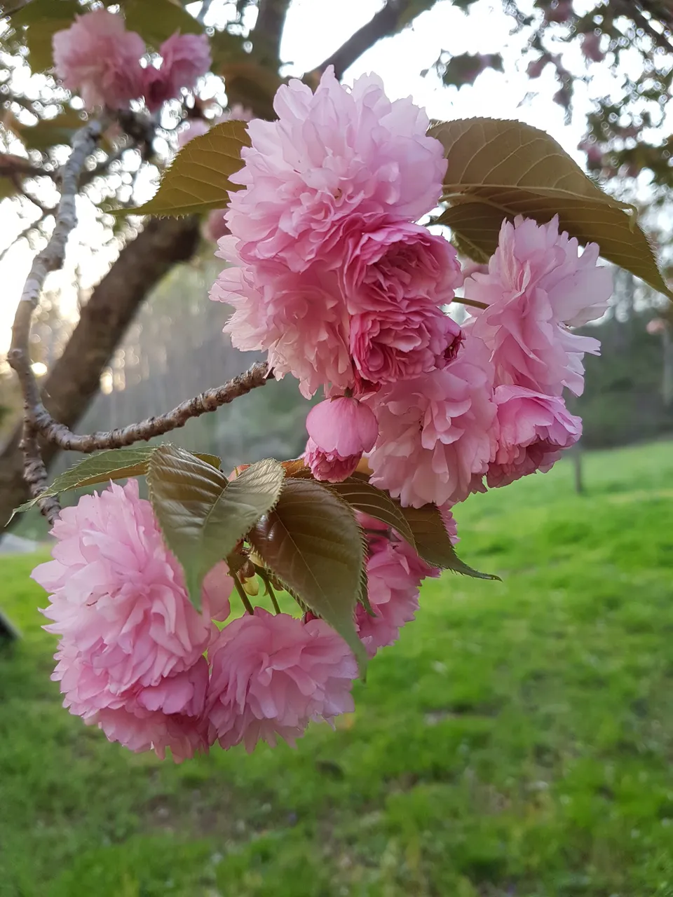 Spring on the Farm