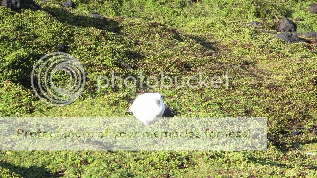 Lesser sheathbill