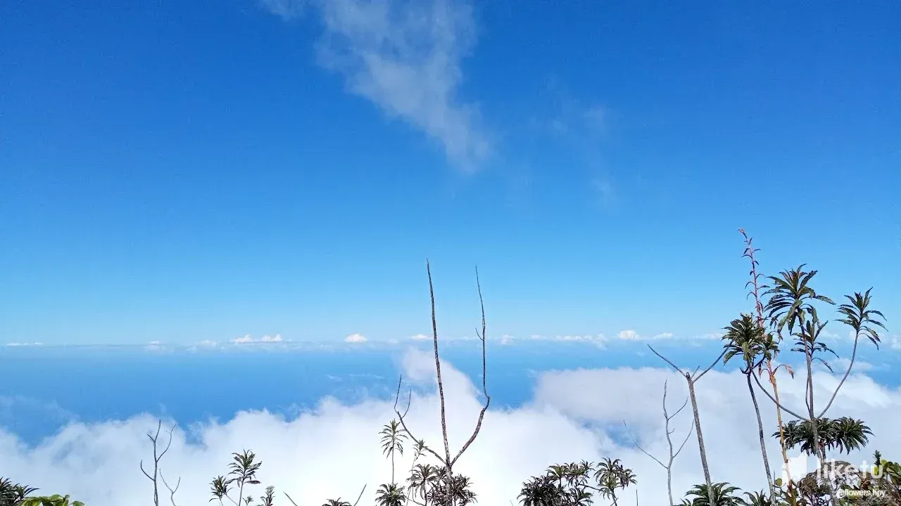 clk269kr002uc8osz1ckdd752_cielo_hive_4.webp