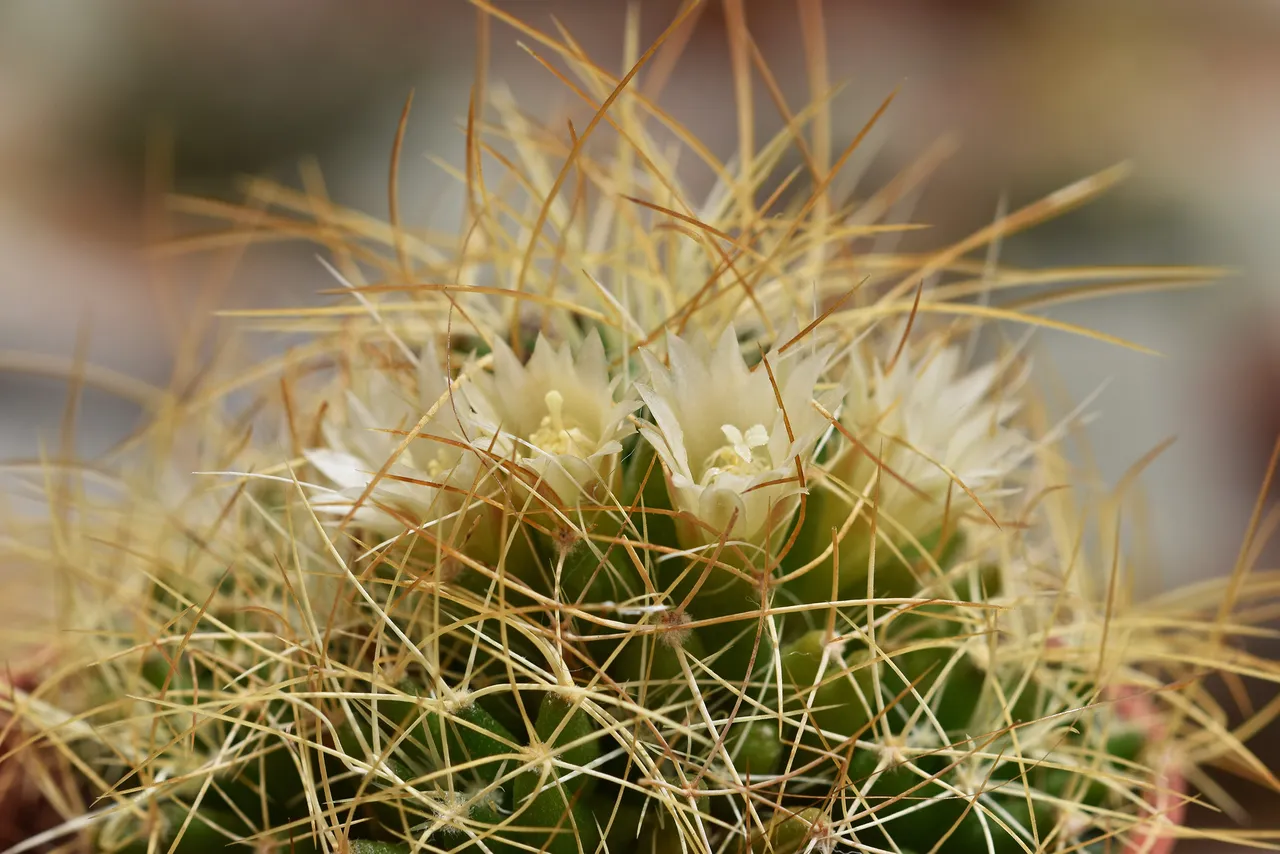 Mammillaria camptotricha cactus flower 3.jpg