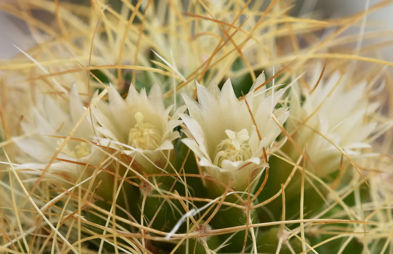 Mammillaria camptotricha cactus flower 2.jpg