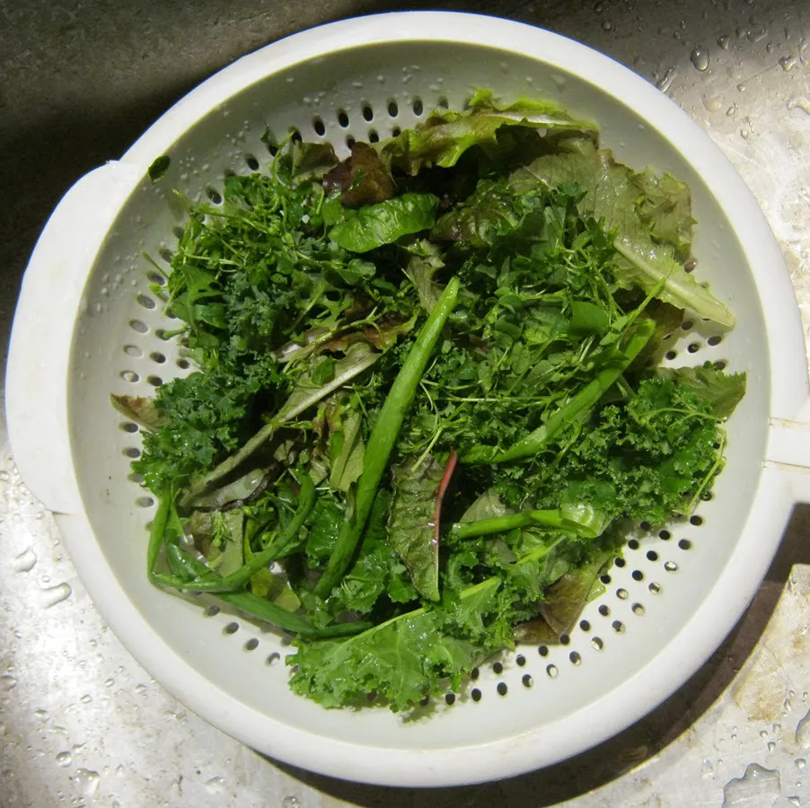 fresh indoor garden pickings for salad.JPG