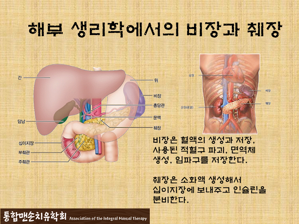 비장과 췌장.gif