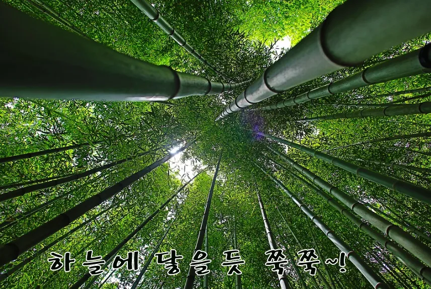 대나무 복사.jpg