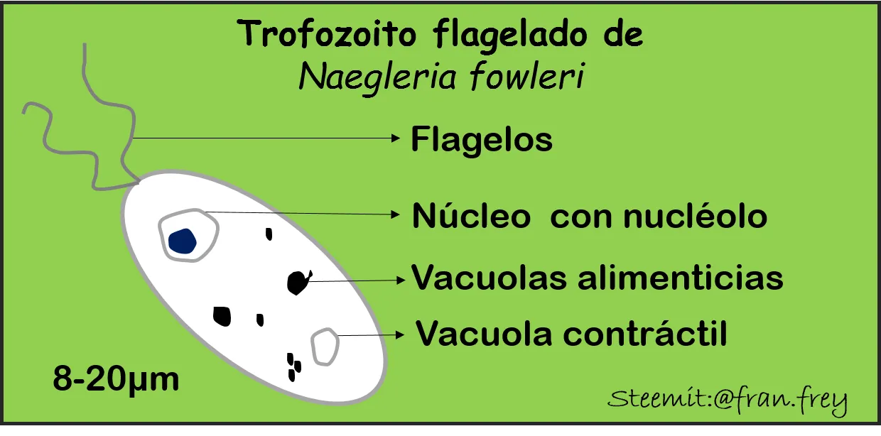 Trofozoito flagelado N fowleri fran.frey.png