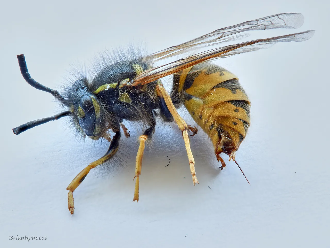 Waspjpg_2018-08-04-17.50.25 ZS retouched 1.jpg