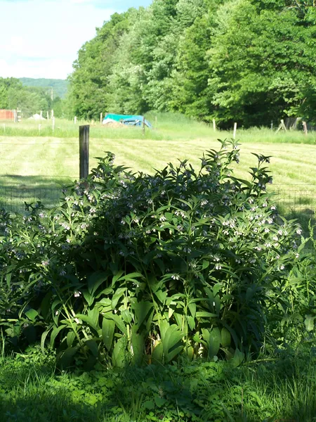 Big garden - comfrey1 crop June 2019.jpg