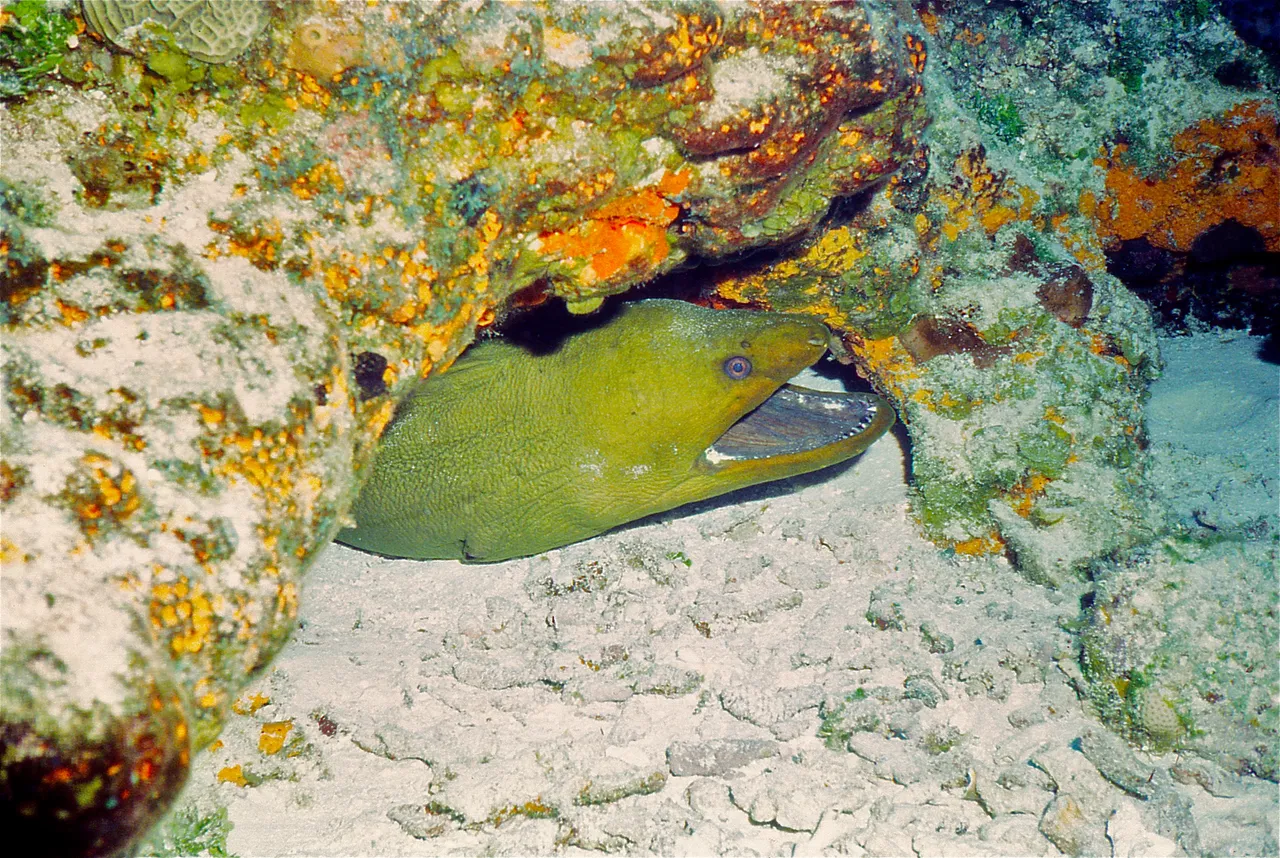 Green_Moray_(Gymnothorax_funebris)_(36296310840).jpg