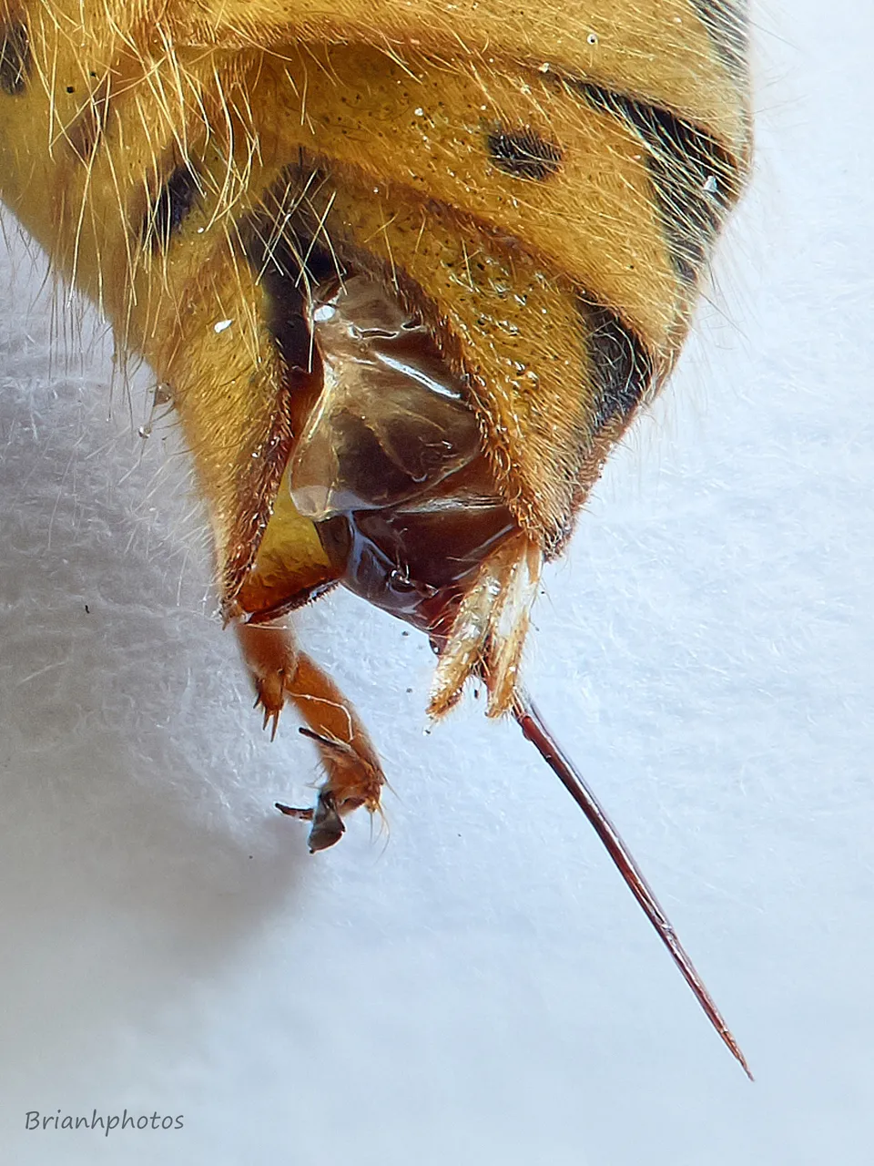 Waspjpg_2018-08-04-17.50.25 ZS retouched 2.jpg
