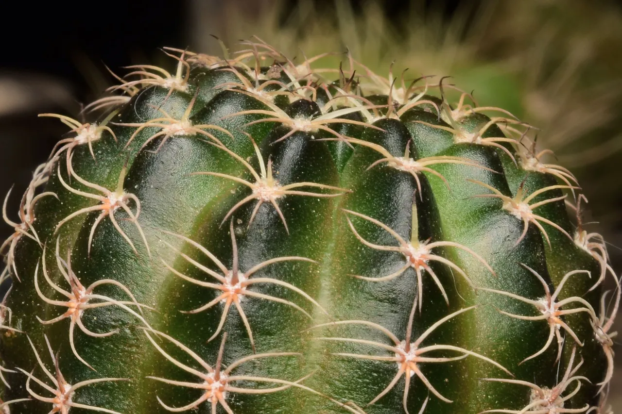 Echinopsis ancistrophora ssp arachnacantha (2).jpg